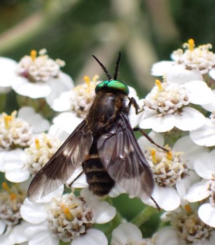 Réf. 285 554 : Chrysops relictus